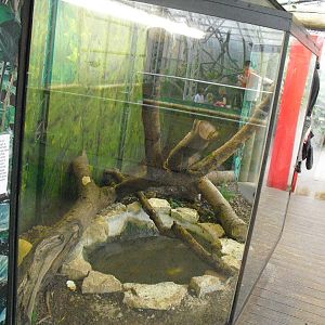 Burmese Python Exhibit - 27/10/2011