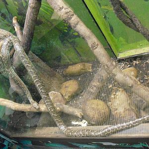 Jamaican Boa - 27/10/2011