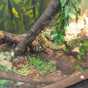 Yellow Anaconda - 27/10/2011