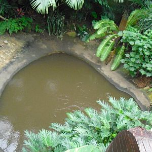 Future Morelet's Crocodile Enclosure? - 27/10/2011