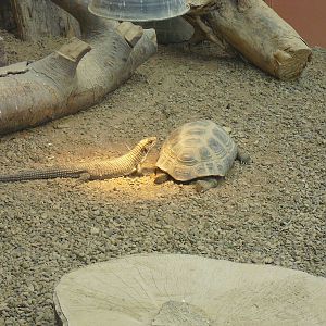 Sudan Plated Lizard/Elongated Tortoise - 27/10/2011