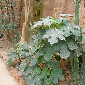 Desert House - 27/10/2011