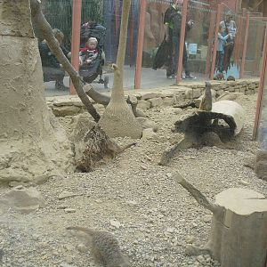 Meerkat Exhibit - 27/10/2011