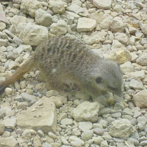 Meerkat - 27/10/2011