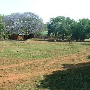 National Zoo of South Africa
