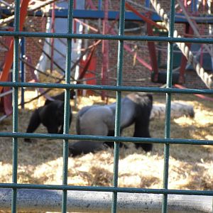 Howletts Wild Animal Park 2nd October 2011