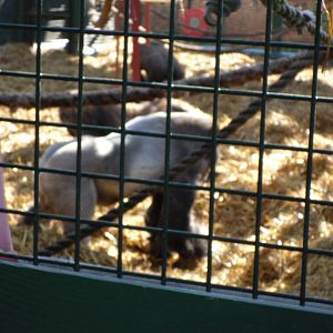 Howletts Wild Animal Park 2nd October 2011