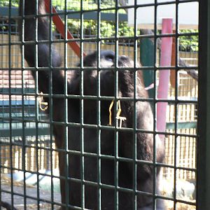 Howletts Wild Animal Park 2nd October 2011