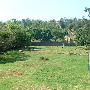 National Zoo of South Africa
