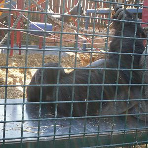 Howletts Wild Animal Park 2nd October 2011