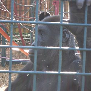 Howletts Wild Animal Park 2nd October 2011