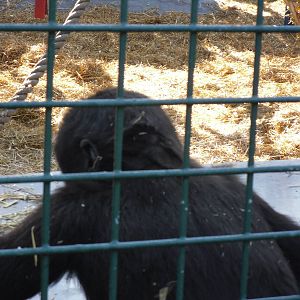 Howletts Wild Animal Park 2nd October 2011