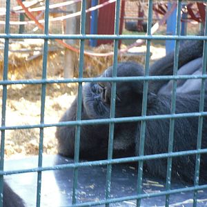 Howletts Wild Animal Park 2nd October 2011