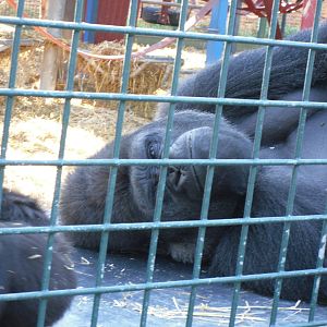 Howletts Wild Animal Park 2nd October 2011