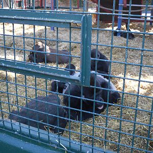 Howletts Wild Animal Park 2nd October 2011