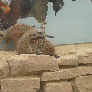 Meerkats - 27/10/2011