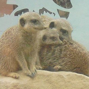 Meerkats - 27/10/2011