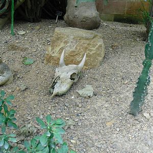 Desert House - 27/10/2011