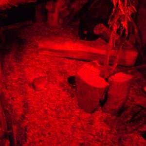 Greater Egyptian Jerboa Exhibit - 27/10/2011