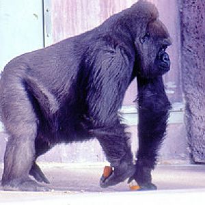 Western lowland gorilla from the phoenix zoo back in 1982