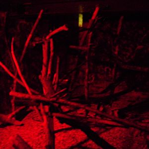 Bolivian Douroucouli Exhibit - 27/10/2011