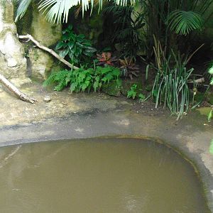 Future Morelet's Crocodile Enclosure? - 27/10/2011