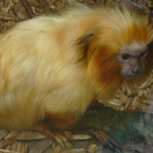 Golden Lion Tamarin - 27/10/2011