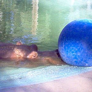 River Hippo playing with his ball