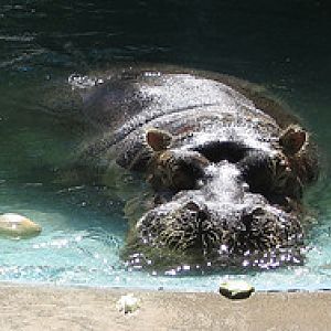 Bulgy the River Hippo at Fresno Zoo