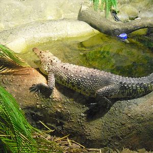 Morelet's Crocodile - 12/10/2011