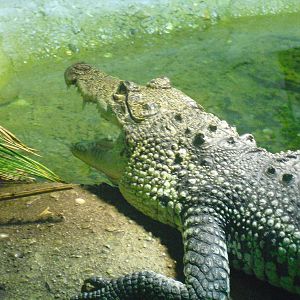 Morelet's Crocodile - 12/10/2011