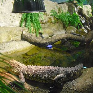 Morelet's Crocodile Exhibit - 12/10/2011