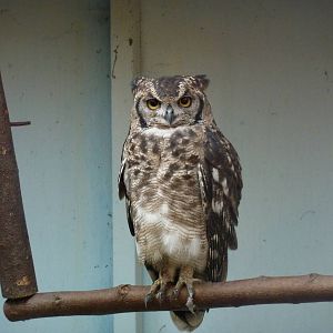 African spotted eagle owl