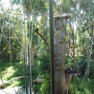 Orangutan/Siamang Exhibit