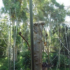 Orangutan/Siamang Exhibit