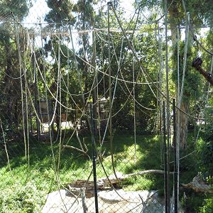 Orang/Siamang Exhibit