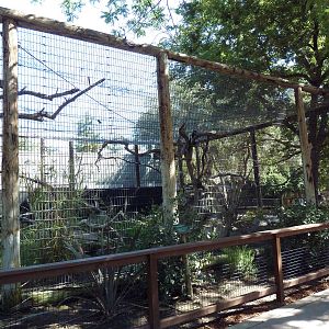 Colobus Monkey Exhibit