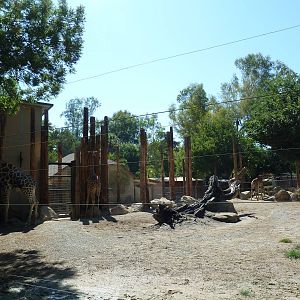 Giraffe/Ostrich/Eland/Speke's Gazelle/Dromedary Exhibit