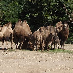 bactrian camels 140911