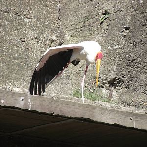 yellow billed stork 140911