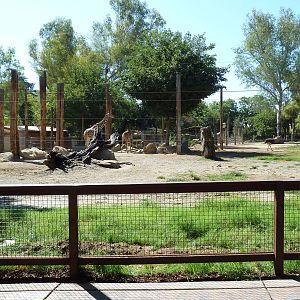 Giraffe/Ostrich/Eland/Speke's Gazelle/Dromedary Exhibit