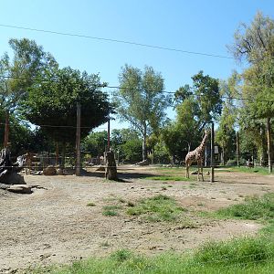 Giraffe/Ostrich/Eland/Speke's Gazelle/Dromedary Exhibit