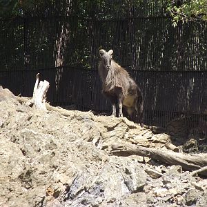 himalayan tahr 14911