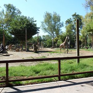 Giraffe/Ostrich/Eland/Speke's Gazelle/Dromedary Exhibit