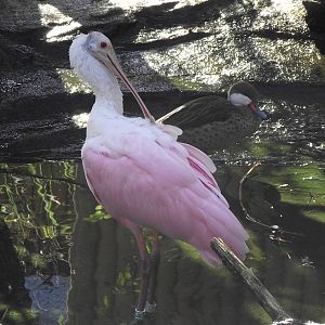 roseate spoonbill 140911