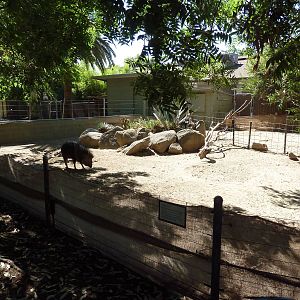 Chacoan Peccary Exhibit