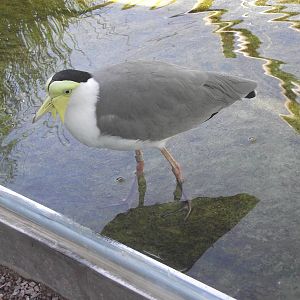 masked lapwing? 140911