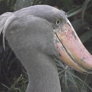 shoebill 140911