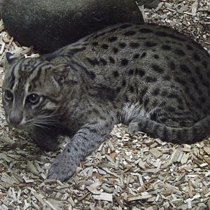 fishing cat 140911
