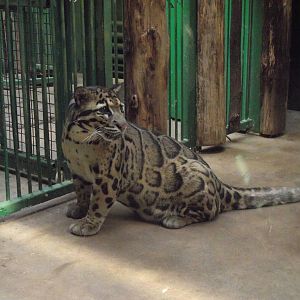indochinese clouded leopard 140911